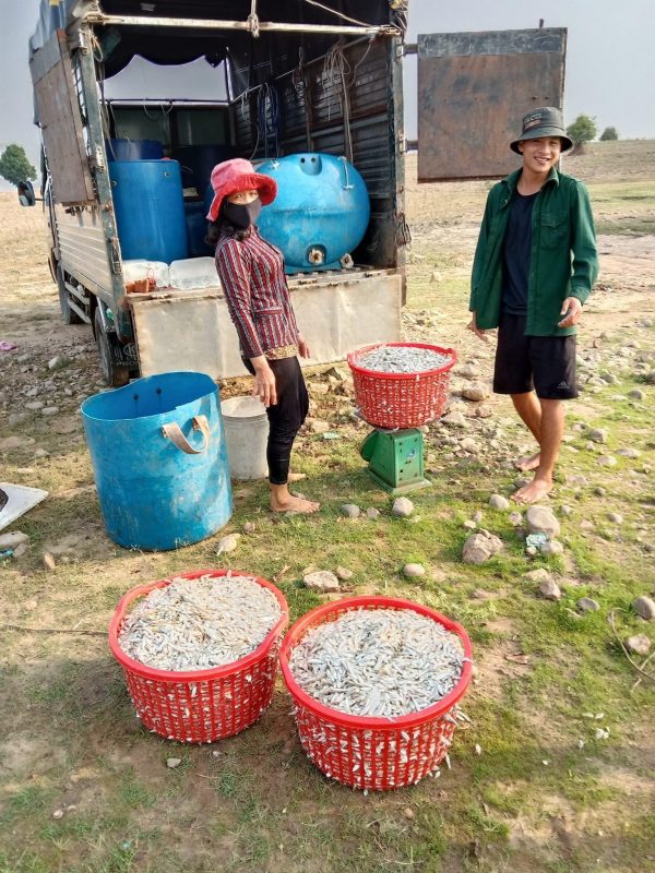 Nhiều doanh nghiệp phân bón nhận định, với tình hình dịch bệnh và nguồn cung nguyên liệu khan hiếm như hiện nay, giá phân bón sẽ còn tăng cao vào đầu năm 2022.